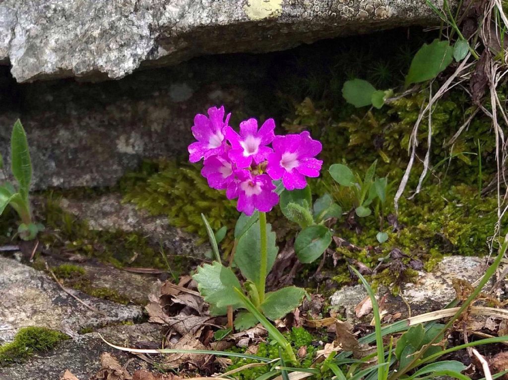 Primula daonensis